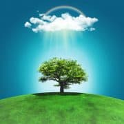 Les arbres qui soignent Les arbres qui soignent