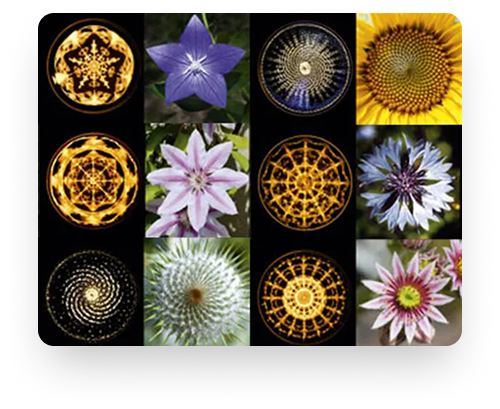 Comparaison entre formes cymatiques et formes naturelles